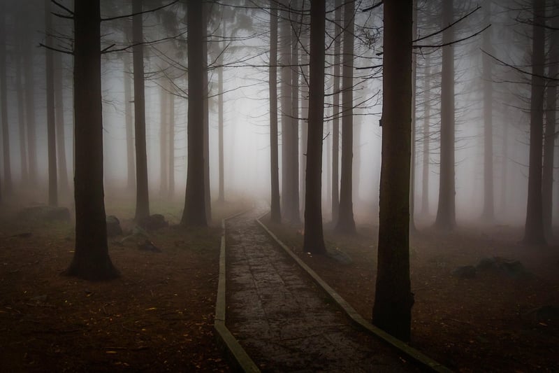 Mysterious Forest
